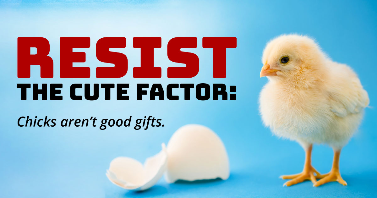 Resist the cute factor: Chicks aren't good gifts.