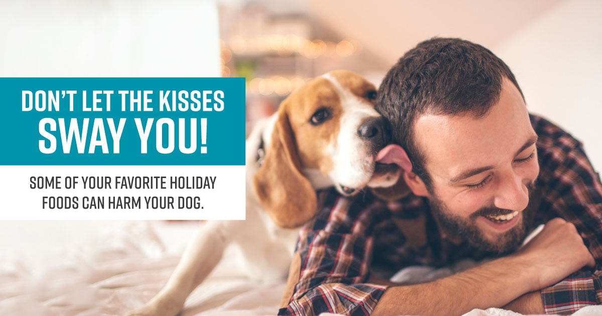 Don't let the kisses sway you! Some of your favorite holiday foods can harm your dog.