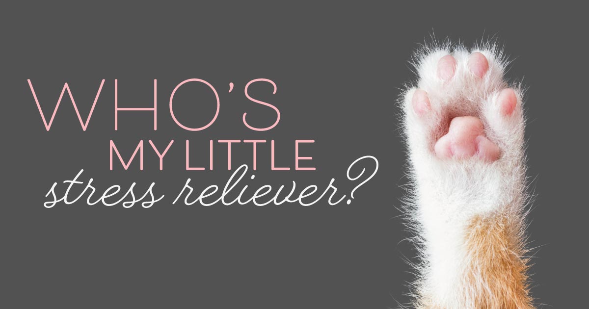 A cat's paw raised in the air. Text reads: Who's my little stress reliever?