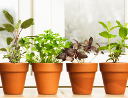 How to start a container garden