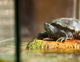  A turtle in an aquarium