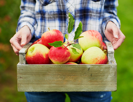 Fall's favorite fruit: The health perks of apples