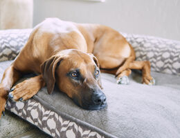Undergoing cancer treatment? Be careful around pets