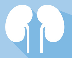 Small but mighty: Your kidneys deserve protection
