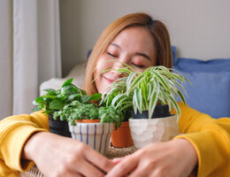 Houseplants and your health