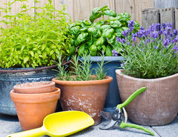 Container gardening: Keep these 5 tips in mind