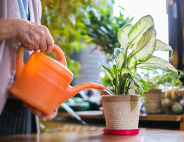 Houseplants: Healthy or harmful?